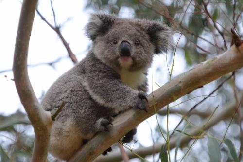 Jeune koala