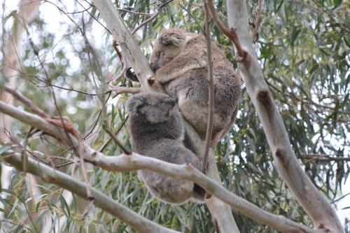 Jeune koala qui essaie de têter sa mère