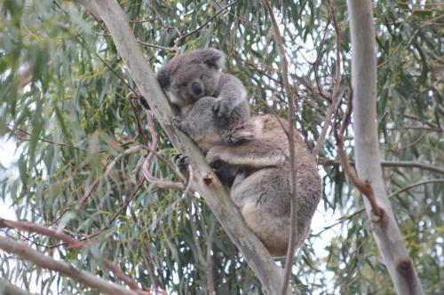 Une fois la tétée terminée, le jeune koala s'assoit sur la tête de sa mère, c'est vrai que c'est plus comfortable qu'une branche 