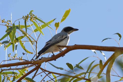 Echenilleur à masque noir 