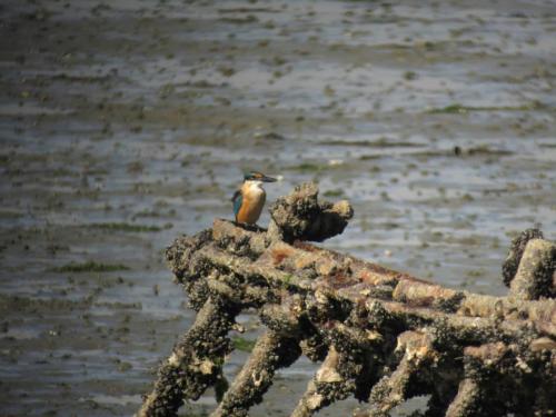 Martin chasseur sacré