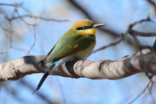 Guépier arc-en-ciel 
