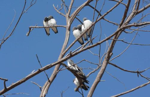 Langrayens à ventre blanc