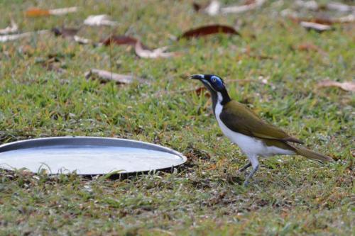 Méliphage à oreillons bleus 