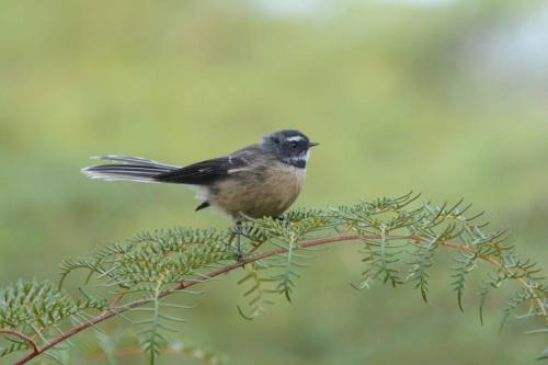 Riphidure à collier