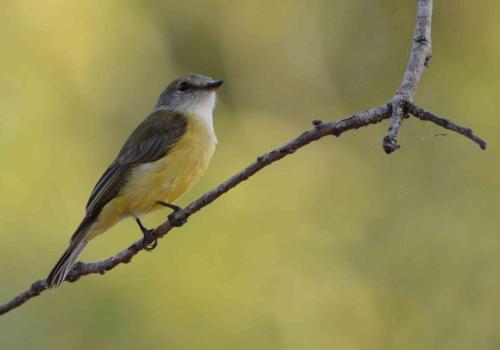 Miro à ventre citron