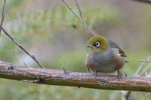 Zosterops à dos gris