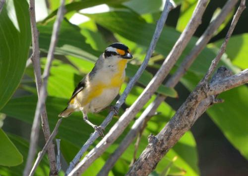 Pardalote à point jaune