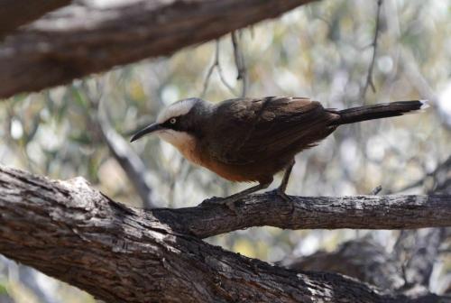 Pomatostome à calotte grise