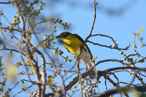Sphécothère de Vieillot