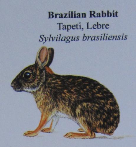 Brazilian Rabbit