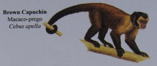 Brown Capuchin