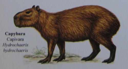 Capybara
