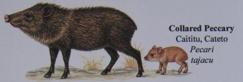 Collared Pecary