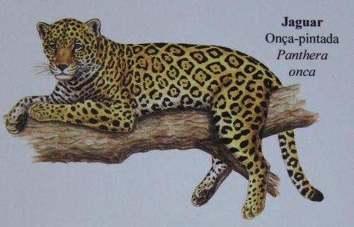Jaguar