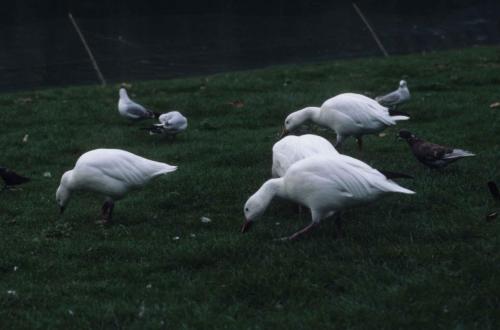 Saint James Park - Oies des neiges