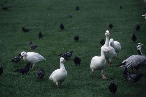 Saint James Park - Oies des neiges