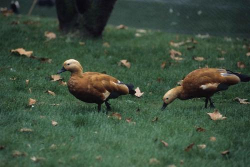 Saint James Park - Tadornes Casarca