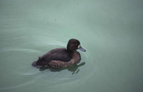 Saint James Park - Fuligule