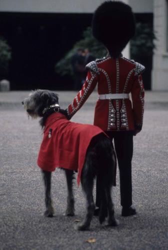 Relève de la garde à Buckingham Palace