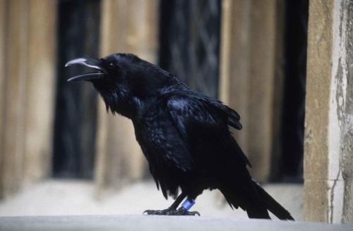 Tour de Londres - Grand corbeau
