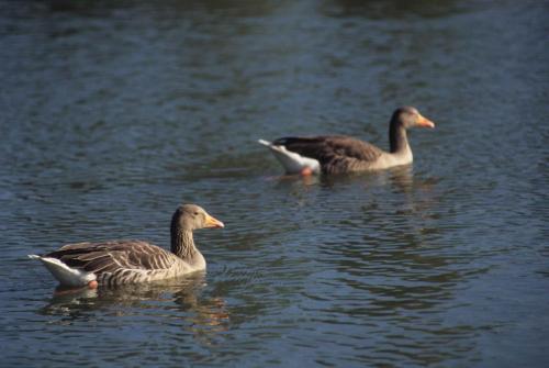 Canal du régent - Oies cendrées