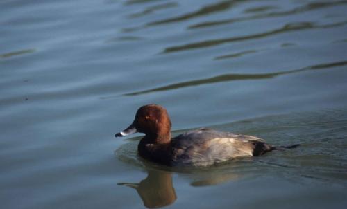 Canal du régent - Fuligule milouin