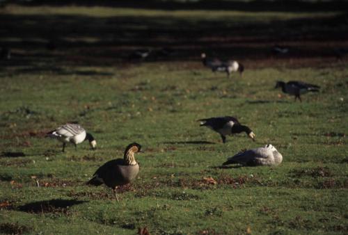 Oie néné, Oies à tête barrée, Bernache nonette