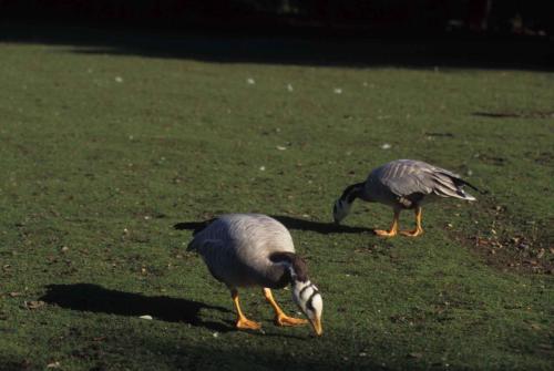 Oies à tête barrée