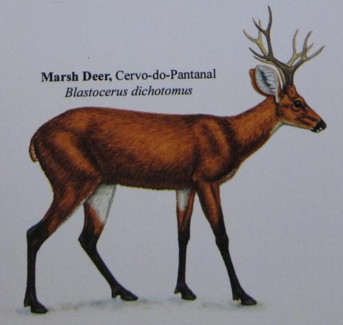 Marsh Deer