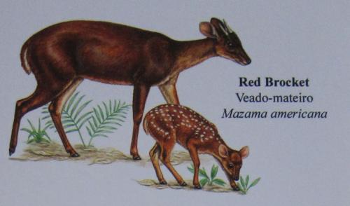 Red Brocket
