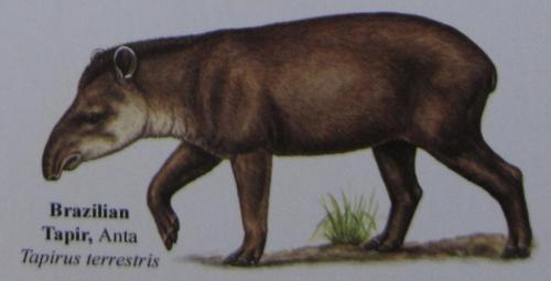 Tapir