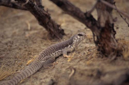 Vallée de la mort - Iguane du désert