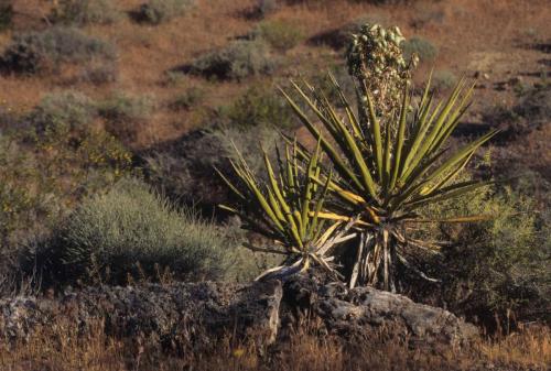 Désert de Mojave