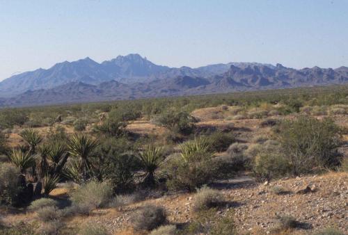 Désert de Mojave