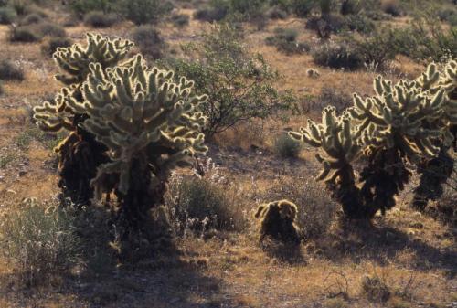 Désert de Mojave