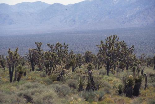 Désert de Mojave
