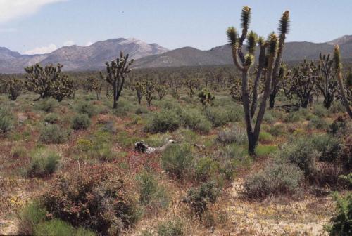 Désert de Mojave