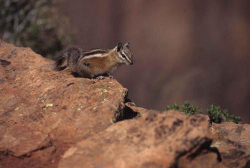 Parc national de Zion