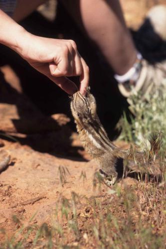 Parc national de Zion