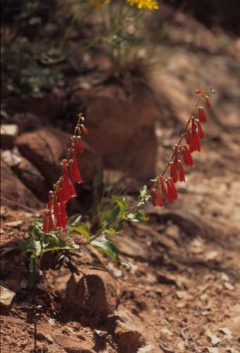 Parc national de Zion