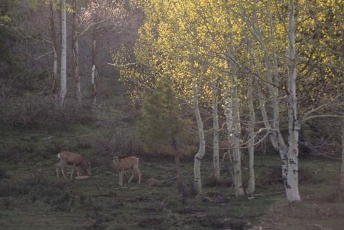Cerfs à queue blanche