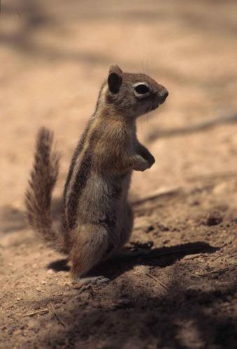 Parc national de Bryce Canyon