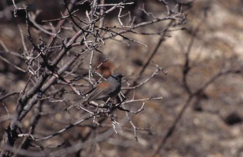 Junco ardoisé