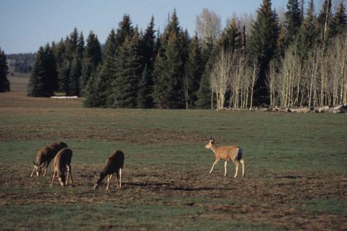 Cerfs à queue blanche