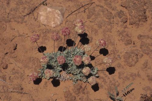 Parc national de Canyonlands