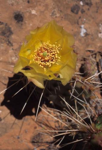 Parc national de Canyonlands