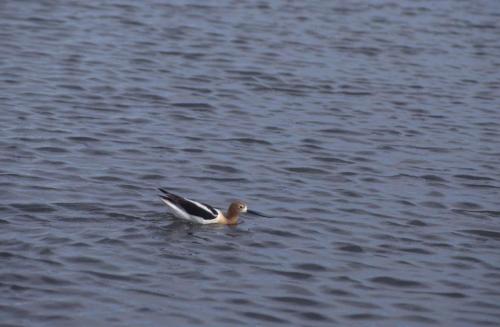 Avocette