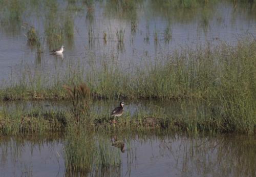 Phalarope de Wilson