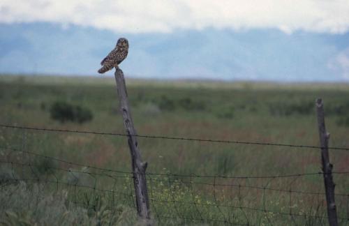 Hibou des marais
